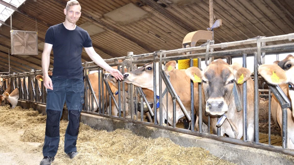 Casper Bo Madsen driver sammen med sin far, Frede Madsen, en jerseybesætning på 190 årskøer og 170 hektar planteavl i Båringvad ved Nørre Aaby. Fotos: Camilla Bønløkke