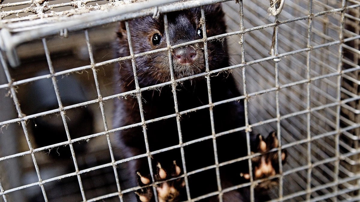 Minkene er vendt tilbage i Danmark – men nu truer et EU-forbud med endnu en nedlukning. Foto: Colourbox

