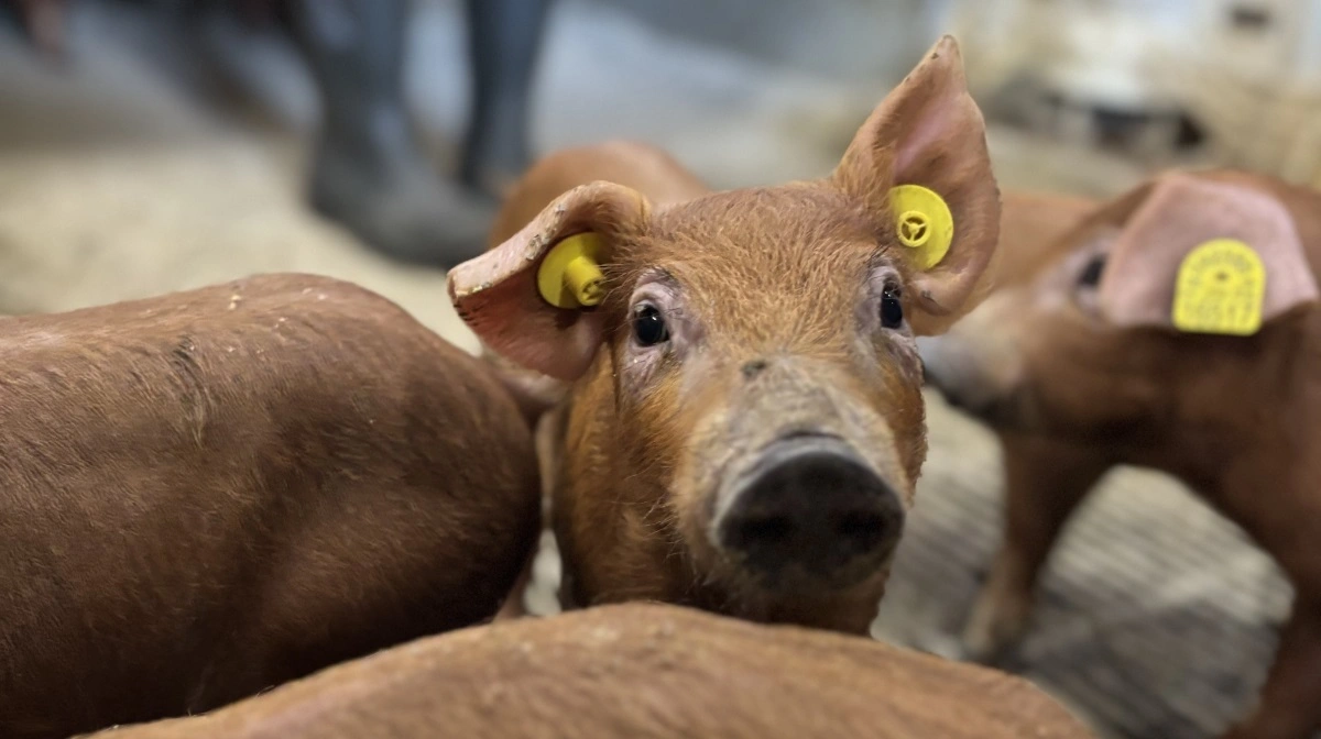 DanBred Duroc, der har haft en estimeret, samlet avlsfremgang for pattegriseoverlevelse på otte procentpoints i årene 2023 og 2024. Foto: DanBred P/S.