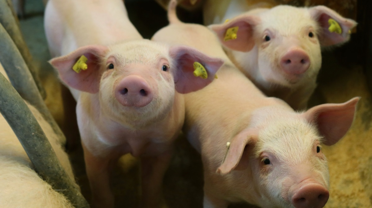 I 2024 præsterede DanBred besætninger 36,2 fravænnede grise pr. årsso. Slagtesvin baseret på DanBred-genetik øgede tilvæksten til 1.065 gram som er en øgning på 32 gram dagligt i forhold til 2023.