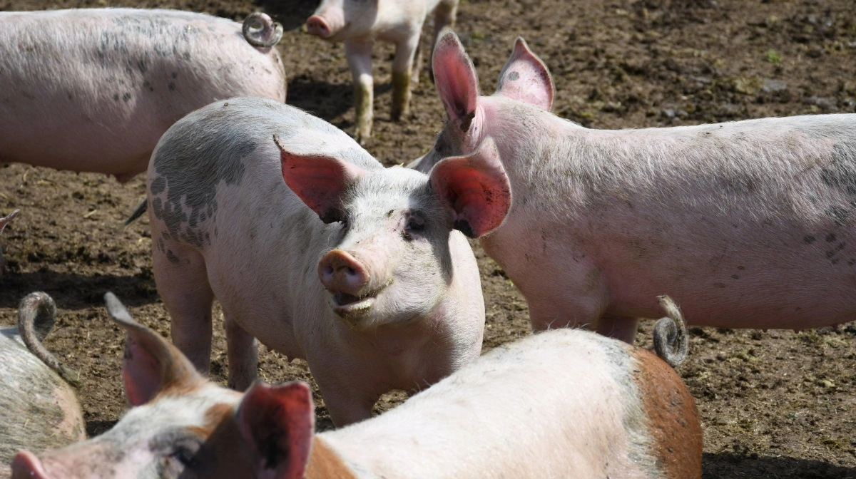 Indtil videre er to danske besætninger i gang med afprøvningen af Det fermenterede krydderurteekstrakt (FKE) fra Multikraft. Slagtesvinebesætningen hos Agernæs Øko på Fyn er den ene. Foto: Camilla Bønløkke
