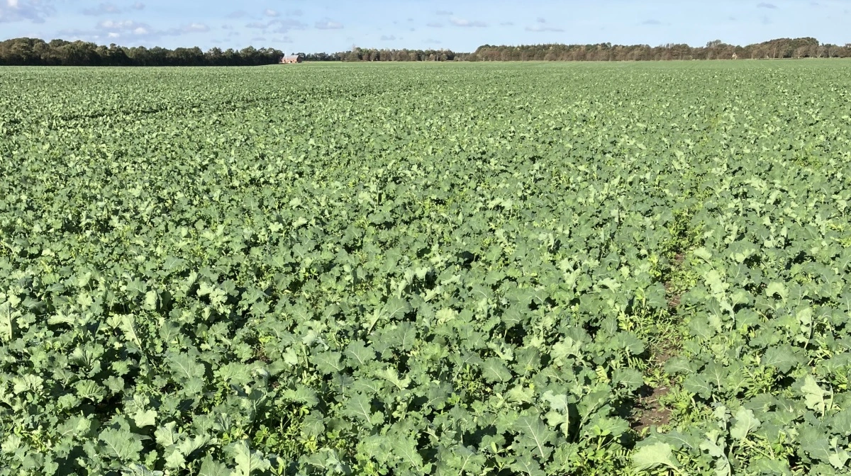 Ledsageafgrøden yder sammen med rapsen stærk konkurrence mod ukrudt, og da de tre arter i LG Assist+ er meget følsomme overfor herbicider og frost, giver de plads til rapsen i foråret. Foto: Vestjyllands Andel