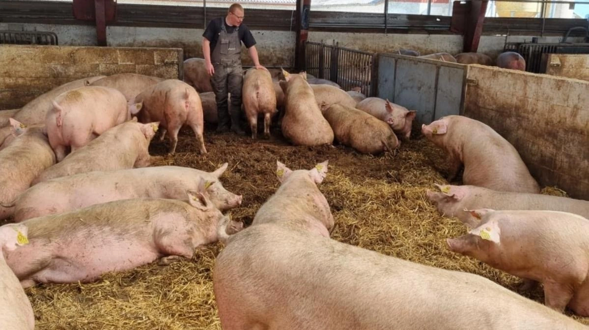 I 2023 begyndte ægteparret at inseminere med Topigs Norsvin genetik på deres søer. Indtil da havde de haft den gængse danske genetik i stalden.