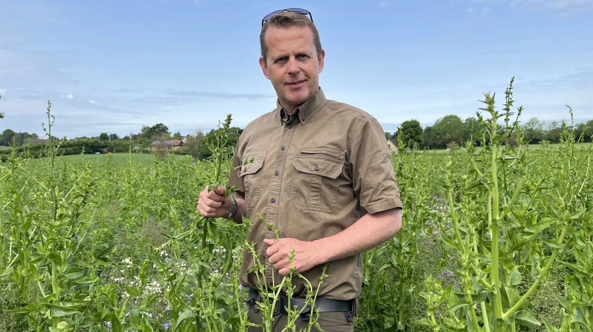 Ole Christiansen er kendt for sine blomsterstriber, men den sjællandske landmand ville i bund og grund hellere dyrke afgrøder til fødevarer. Fotos: Christian Ingemann