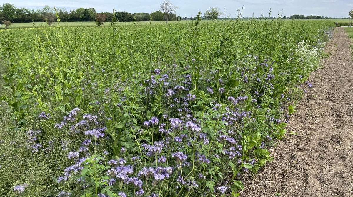 Blomsterbrak gavner flora, fauna og biodiversitet, også her ved bedriften Østergaard.