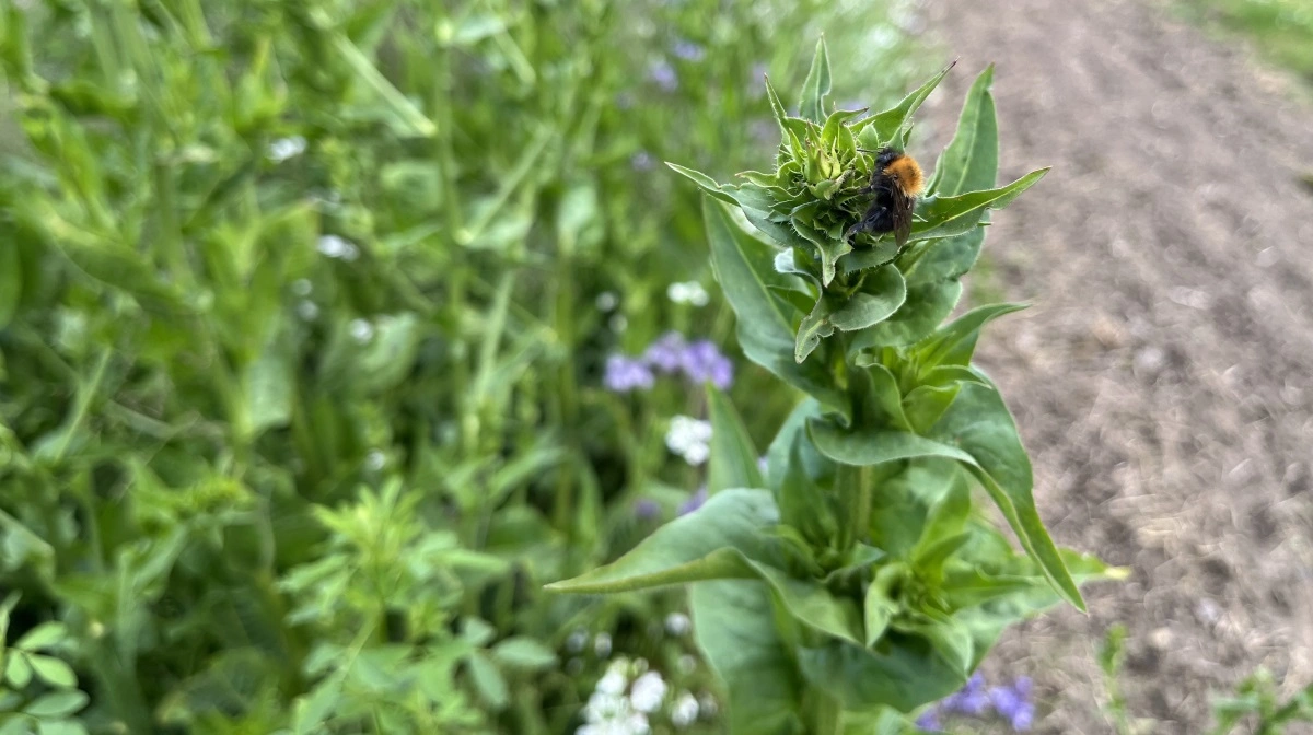Humlebien har travlt i bestøverbrakken langs Åsvej, og det samme har en stor flok øvrige insekter og dyr.