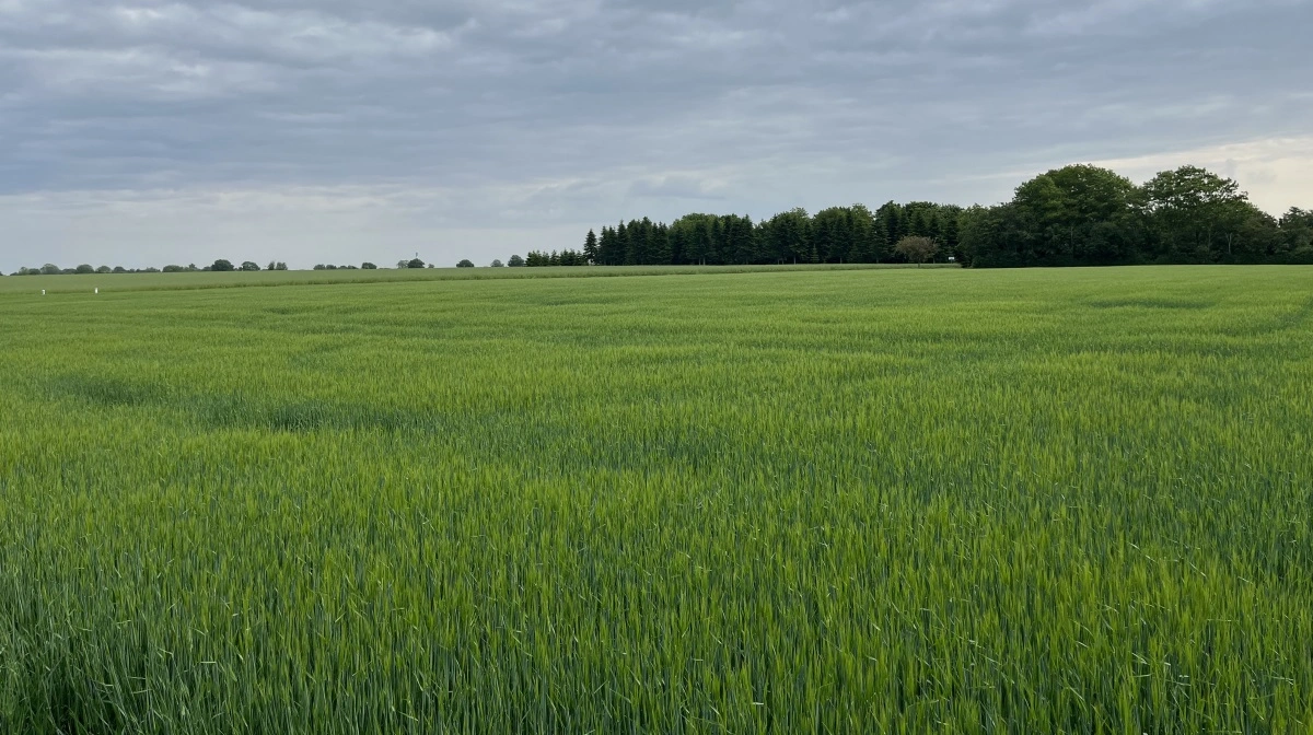 Der er kun 40 kilometer ind til København, men alligevel dejligt landligt i og omkring landsbyen Jersie. Her på marken dyrkes der maltbyg til øl. Ifølge familien Christiansen føles det som at drive landbrug i byen, fordi mange lokale indbyggere arbejder i hovedstaden – og man skal derfor som landmand eksempelvis tænke sig grundigt om, hvornår man risikerer at blokere vejene med traktorkørsel.