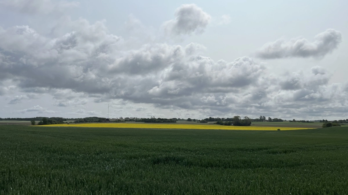 Det giver ekstra EU-tilskud at være landmand på en ø – uden at støtten dog på nogen måde kompenserer for udfordringerne ved at være adskilt fra fastlandet. 