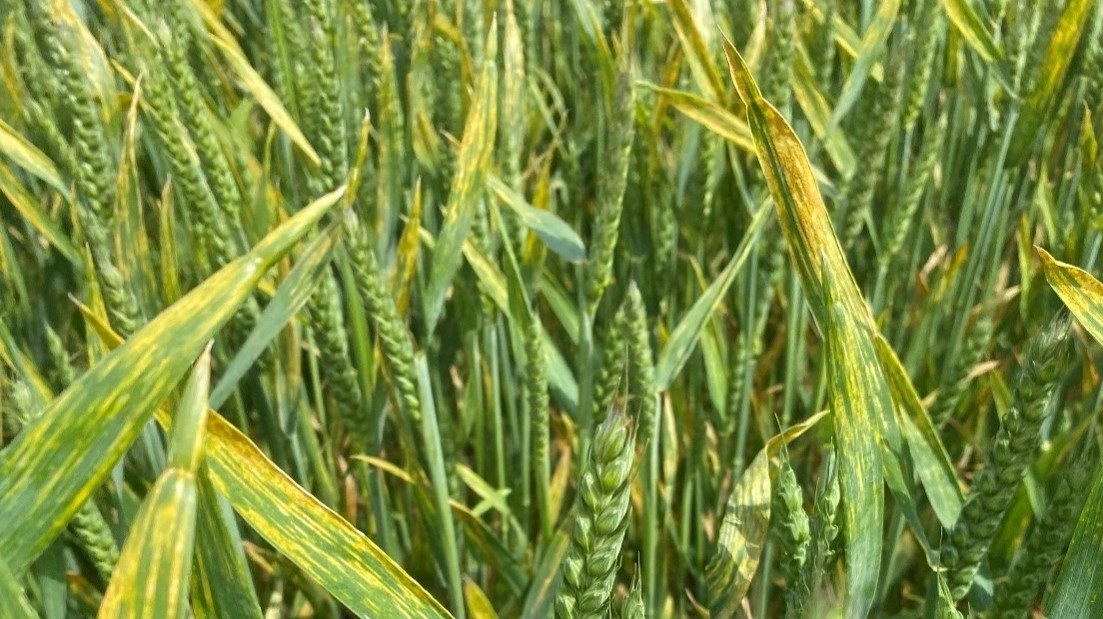 Gulrust har været en væsentlig udfordring især i det østlige Danmark i år. Fotos: AgriKom