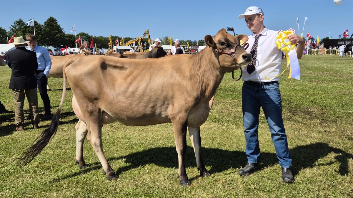 Bedste yngre Jersey: 35582-08728 VJ Kasino-datter fra Alstrup I/S, Brønderslev.