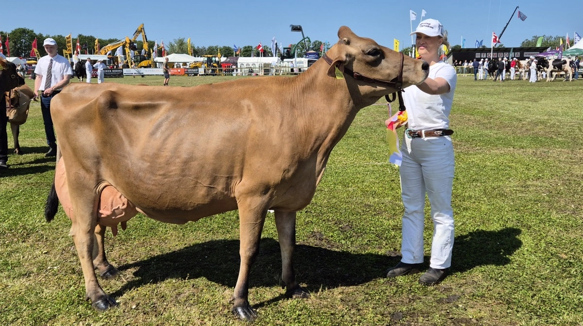 Bedste ældre Jersey og Miss Vendsyssel: 64510-01812 VJ Hilux-datter fra Christoffer Østergaard Sunesen, Aars.