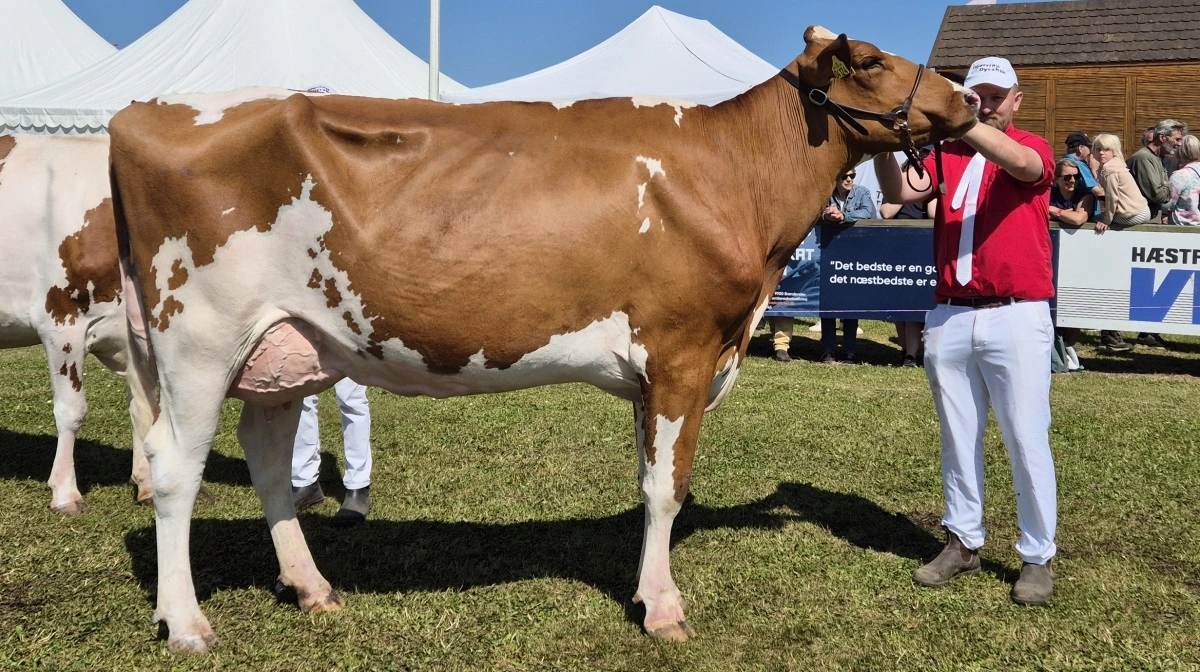 Bedste yngre DRH: 38143-04124 Doral Red-datter fra Borup Holstein, Vrå.