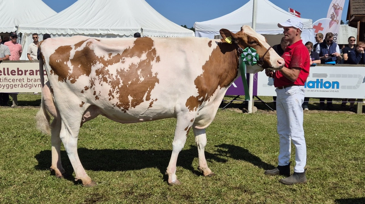 Bedste ældre DRH: 37546-08501 Avatar Red-datter fra Masi Holstein, Dybvad.