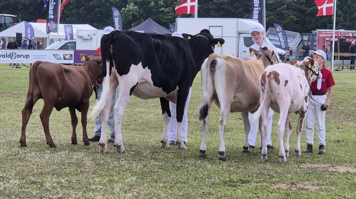 Skuets bedste kvier
DH og bedste kvie på tværs af racer: Bullseye-datter fra Masi Holstein, Dybvad
DRH: Ranger Red-datter fra Borup Holstein, Vrå.
Jersey: Tobefamous-datter fra Jacob Nørgaard Christensen, Hjørring.
RDM: VR Holt-datter fra I/S Hansen ved Anders Møller Hansen og Jan Christian Hansen, Sindal.
