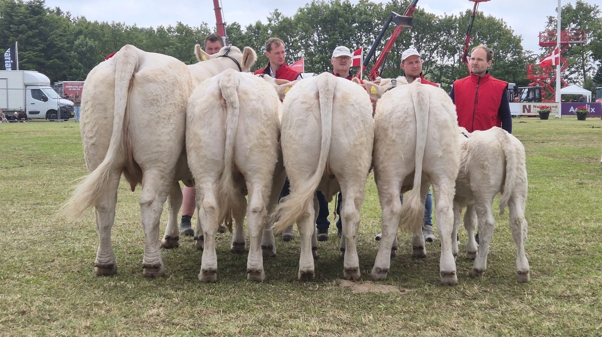 Bedste kødkvægs-besætningsgruppe: Charolaisgruppe fra Neergaard Charolais, Fjerritslev.