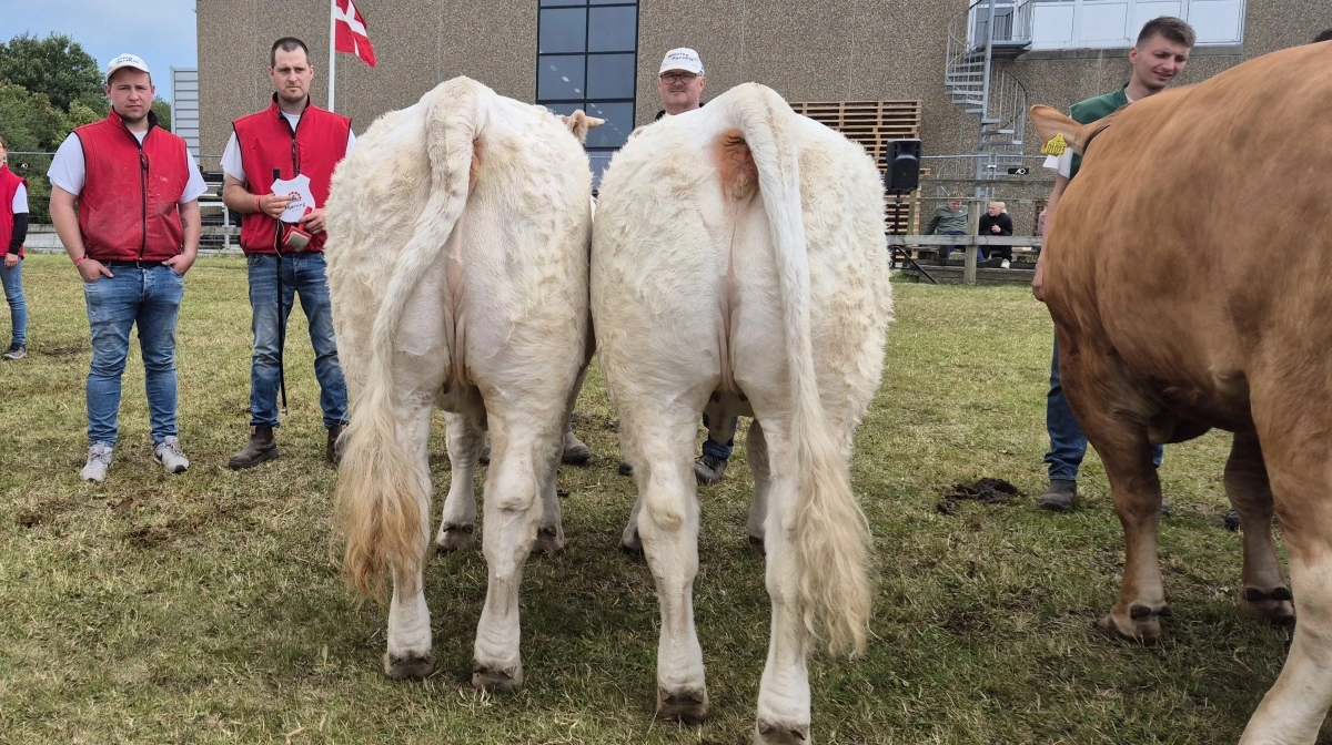 Bedste par: Charolaispar fra Neergaard Charolais, Fjerritslev.