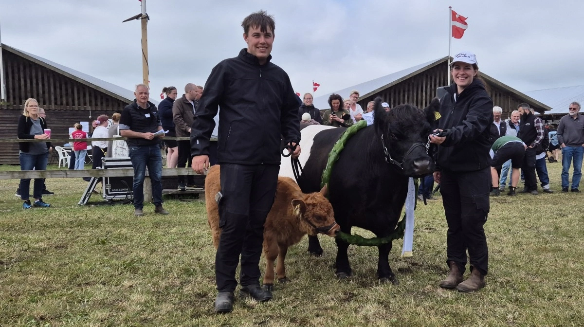 Koen, Øster Sandbæk Rie, er fyldt 12 år og blev hædret som avlsdronning. Hun er ejet af Drejers Charolais og Galloway, Ålbæk. Foto: Tenna Bang