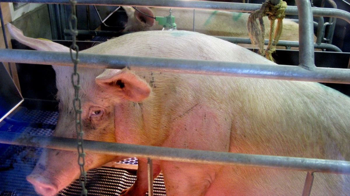 Samlet er svinebestanden i Niedersachsen faldet med 3,6 procent. Arkivfoto: Anne Wolfenberg