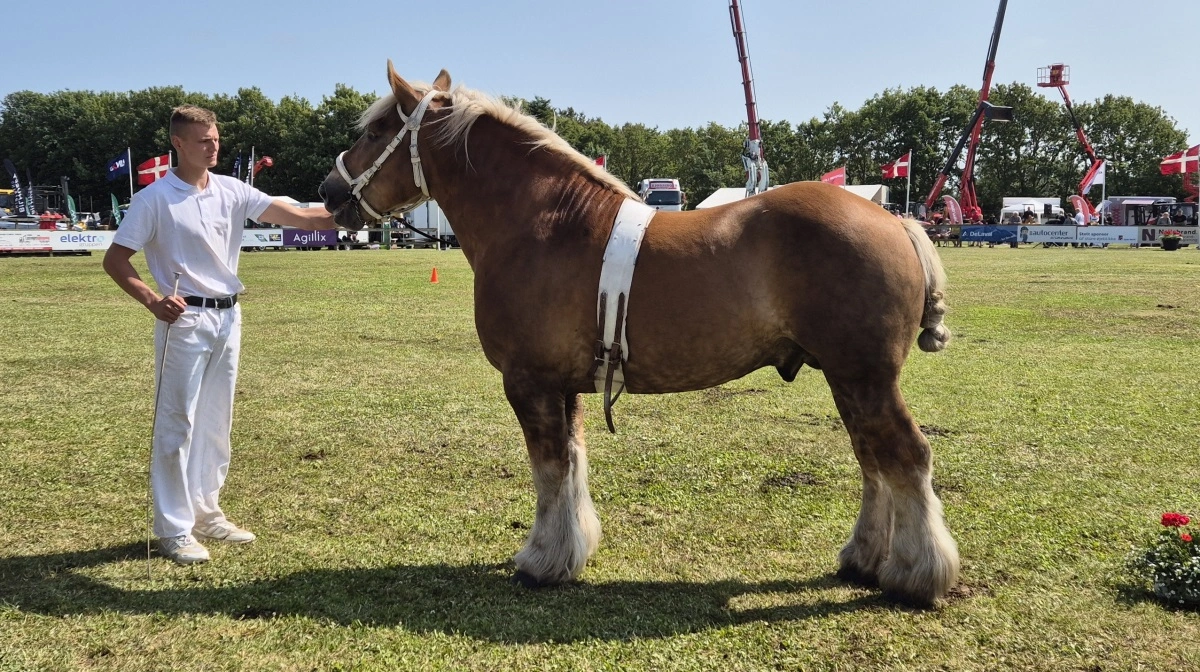 Bedste hingst: Jydsk hingst, Eros fra Martin Elkjær, Støvring.
