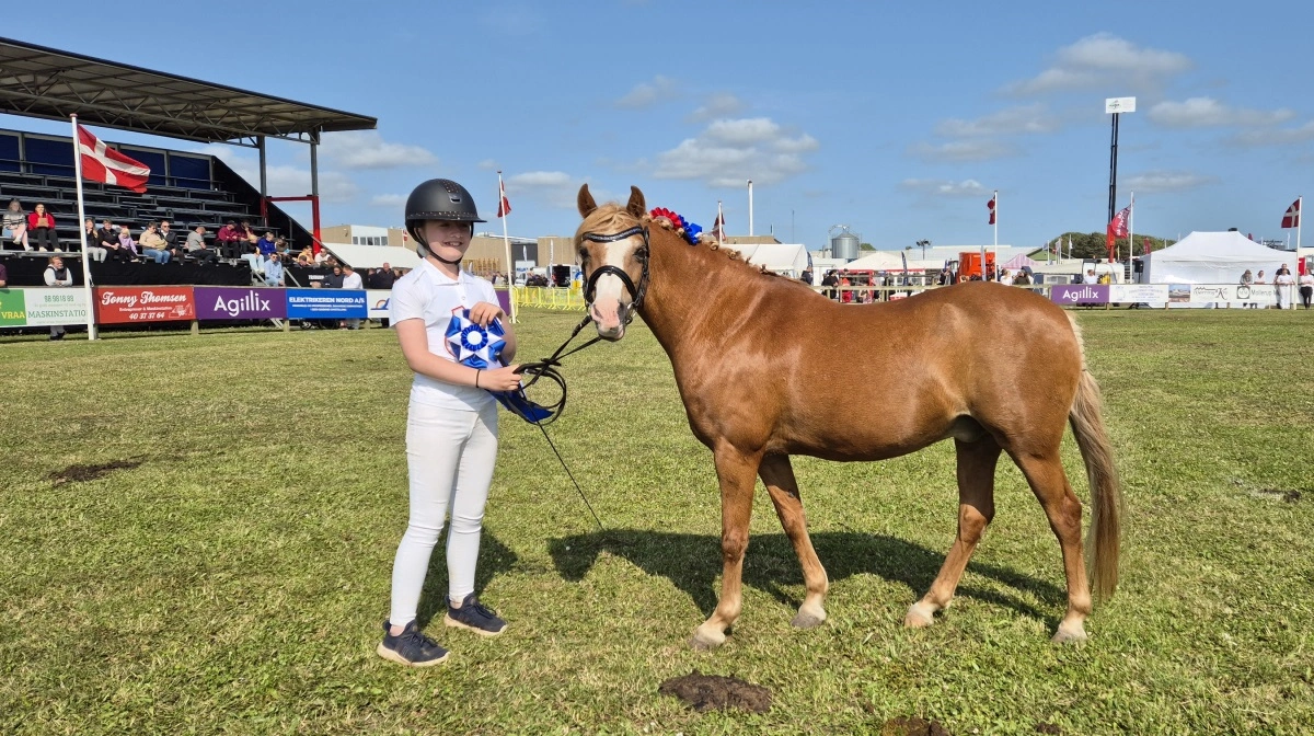 Bedste vallak: Welsh pony sec. B, Clausholm Jupiter fra Helena Gaardboe, Hjørring.