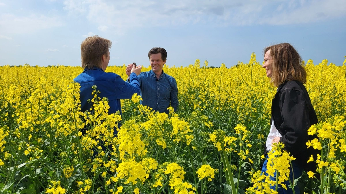Skuespiller Brian Lykke, planteavlschef hos Agrovi, og landmand Hans Henrik Fredsted og kommunikationschef hos Nestlé, Anna Rise, har allerede været på jagt efter regnorme i regenerativt dyrket raps. Foto: Agrovi