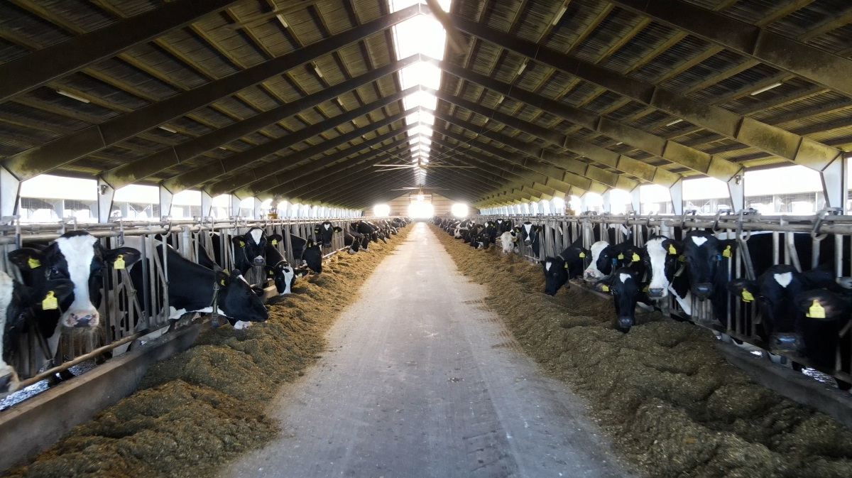 Mosevang Mælk ApS, der er blandt Danmarks største mælkeproducenter, har leveret sit næstbedste resultat, men er stadig et stykke fra rekordregnskabet i 2022.