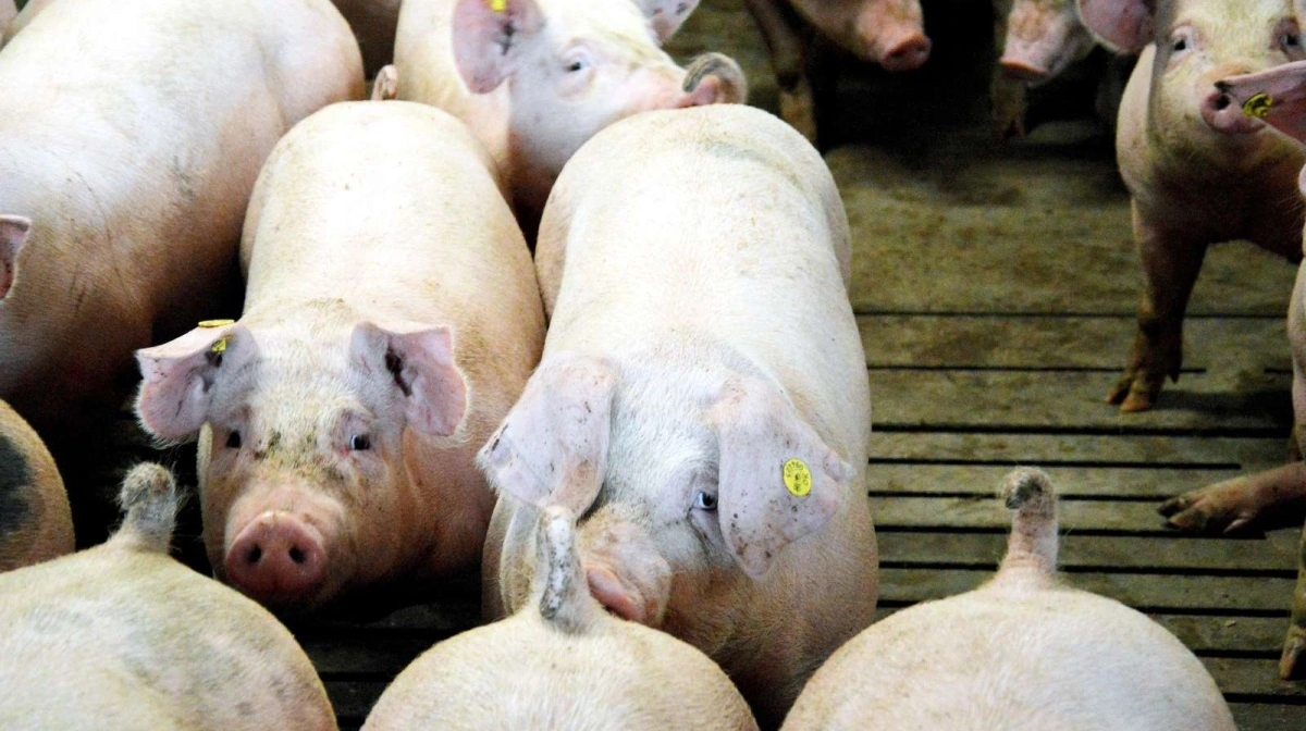 Bakterien Bacillus velezensis kan angiveligt være med til at øge sundheden i grisenes mavetarmsystem. Et kinesisk studie har desuden påvist en højere tilvækst hos slagtesvin.