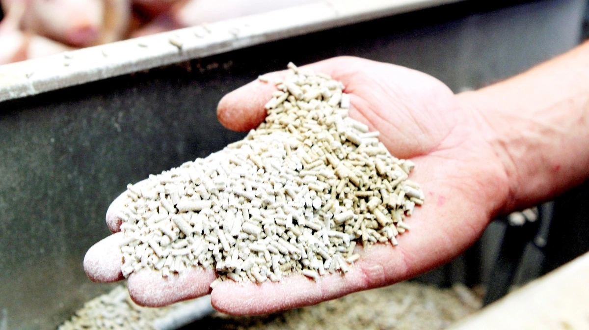Da bakterien Bacillus velezensis danner varmebestandige endosporer, bevarer den sin effekt, selvom foderet pelleteres. Arkivfoto: Anne Wolfenberg 