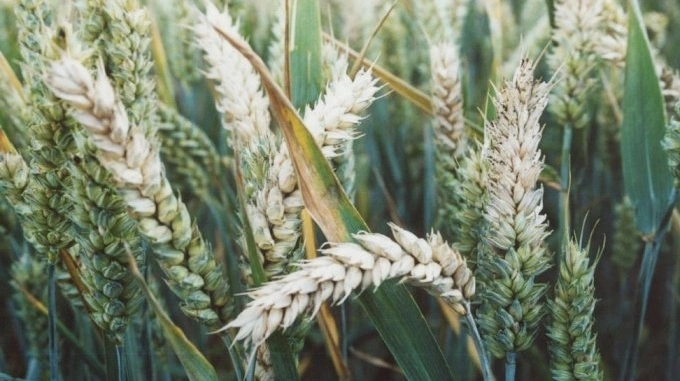 Bacillus velezensis skulle angiveligt have en virkning imod blandt andet fusarium i afgrøder samtidigt med, at EFSA betegner det som et lavrisikoprodukt. Arkivfoto