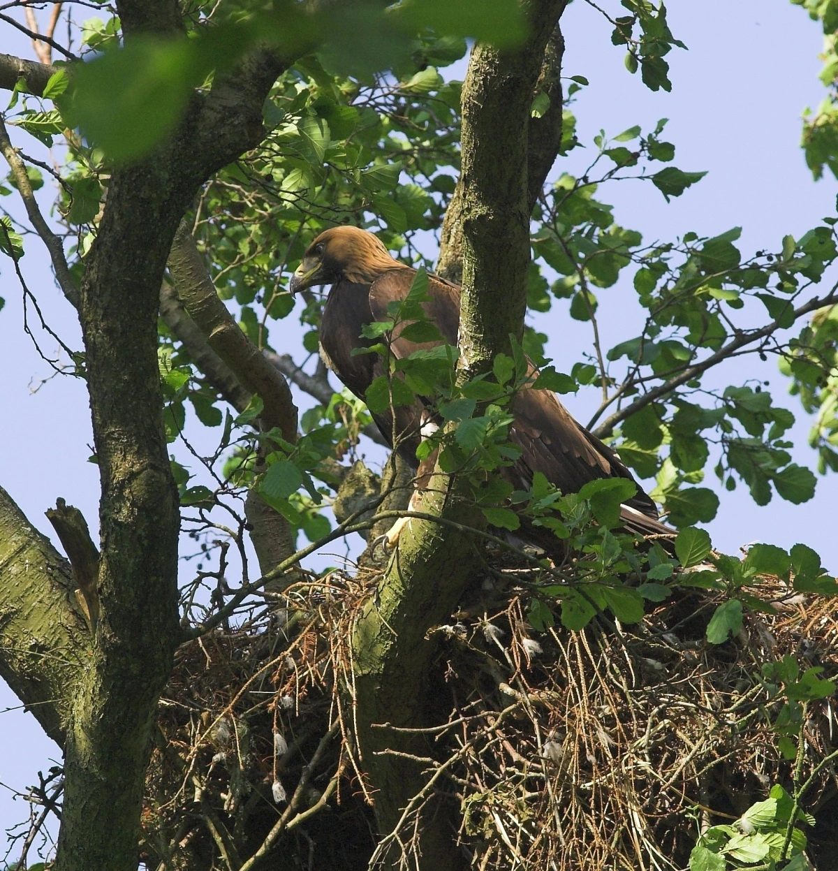 Midler fra Aage V. Jensen Naturfond bruges blandt andet til at sikre vildt dyreliv, som det er tilfældet i Lille Vildmose. Arkivfoto