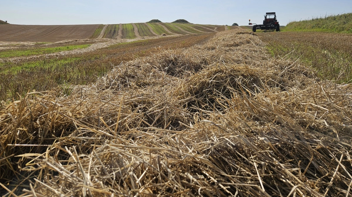 Efterspørgslen vokser globalt, produktionsomkostningerne stiger, og den politiske fokus skaber flere lag af omkostningspres, skriver Jens Schjerning, cheføkonom i Agrocura, i analysen. Arkivfoto