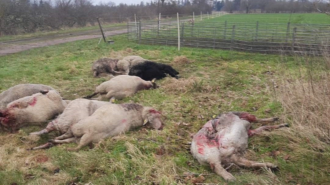 Tidligere i år blev der konstateret ulveangreb bag ulvesikrede hegn for første gang i Danmark. Arkivfoto