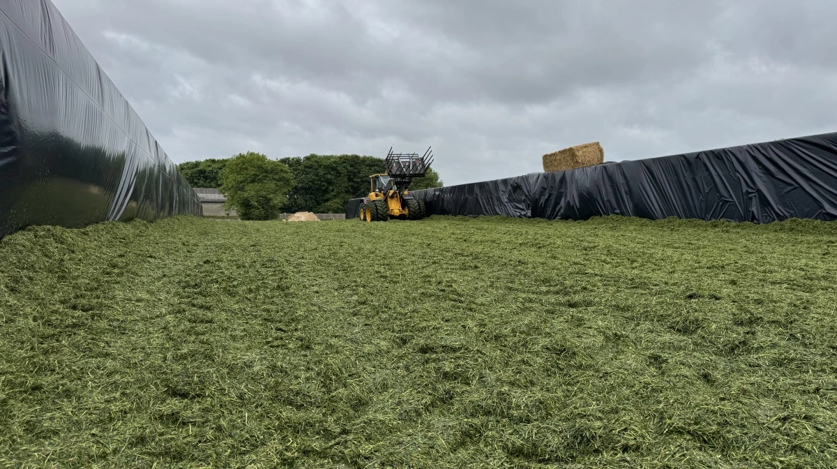 Erfaringsmæssigt er den ensilage, der analyseres tidligst, mere fordøjelig end den, der analyseres senere. Arkivfoto: Kasper Stougård