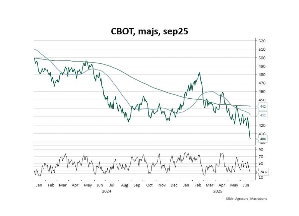 De amerikanske majspriser har siden februar været på en markant nedtur. Kontrakten for september 2025 på råvarebørsen CBOT er faldet fra 480 cent pr. bushel til omkring 404 cent i juni.