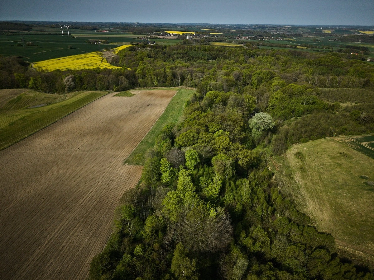 Marken, som Christian G. Jensen har plantet skov på, ligger op ad en gammel skov. Foto: Photopop