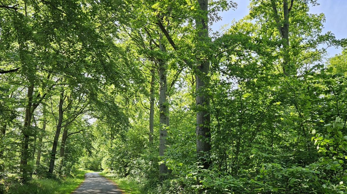 Nu er forslaget til planen for skovrejsningen af de to nye skove, som har fået navnene Holmdrup Skov og Skårup Skov, klar til at komme i høring. Arkivfoto: Camilla Bønløkke