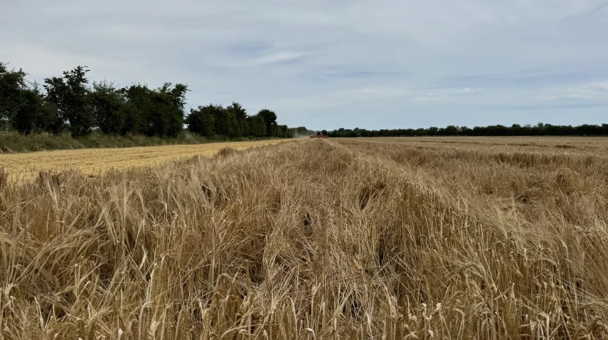 Carlsberg efterspørger større areal med maltbyg dyrket efter regenerative principper. Arkivfoto
