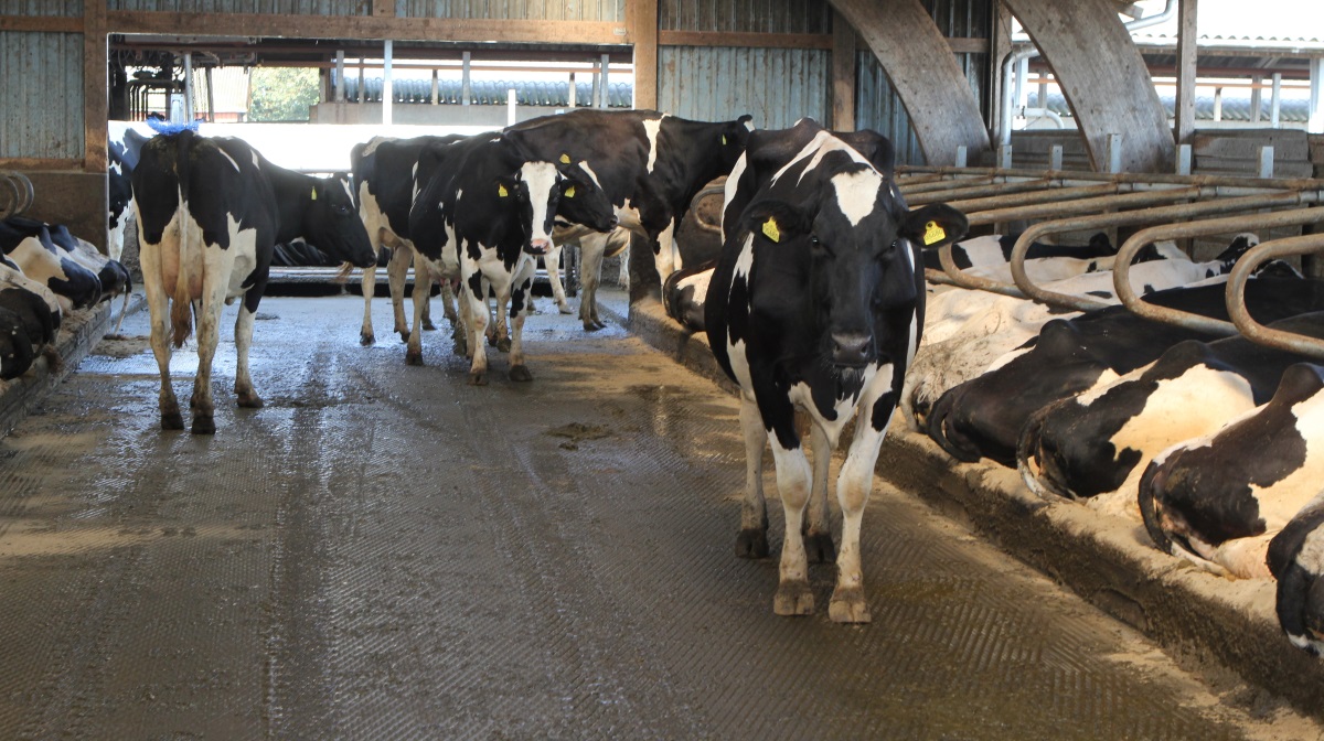Selvom Danmark har forsøgt at udrydde salmonella dublin siden 2008, er det ikke lykkedes. Et studie fra Københavns Universitet peger på den mulige årsag og de nødvendige løsninger.