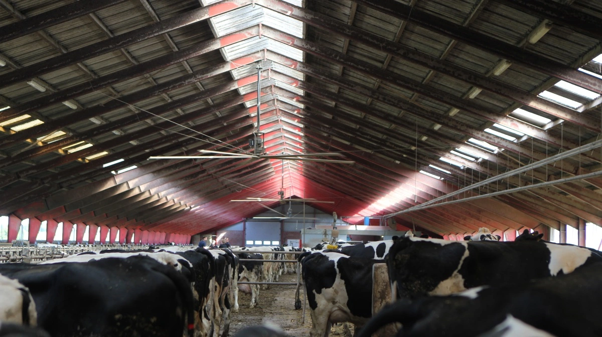 Der er  et stykke vej fra laboratorie til staldgang, så vi må væbne os med tålmodighed, lyder det fra Seges Innovation i kampen om at finde alternative metoder til at komme af med salmonella dublin. Arkivfoto: Line Brusgaard