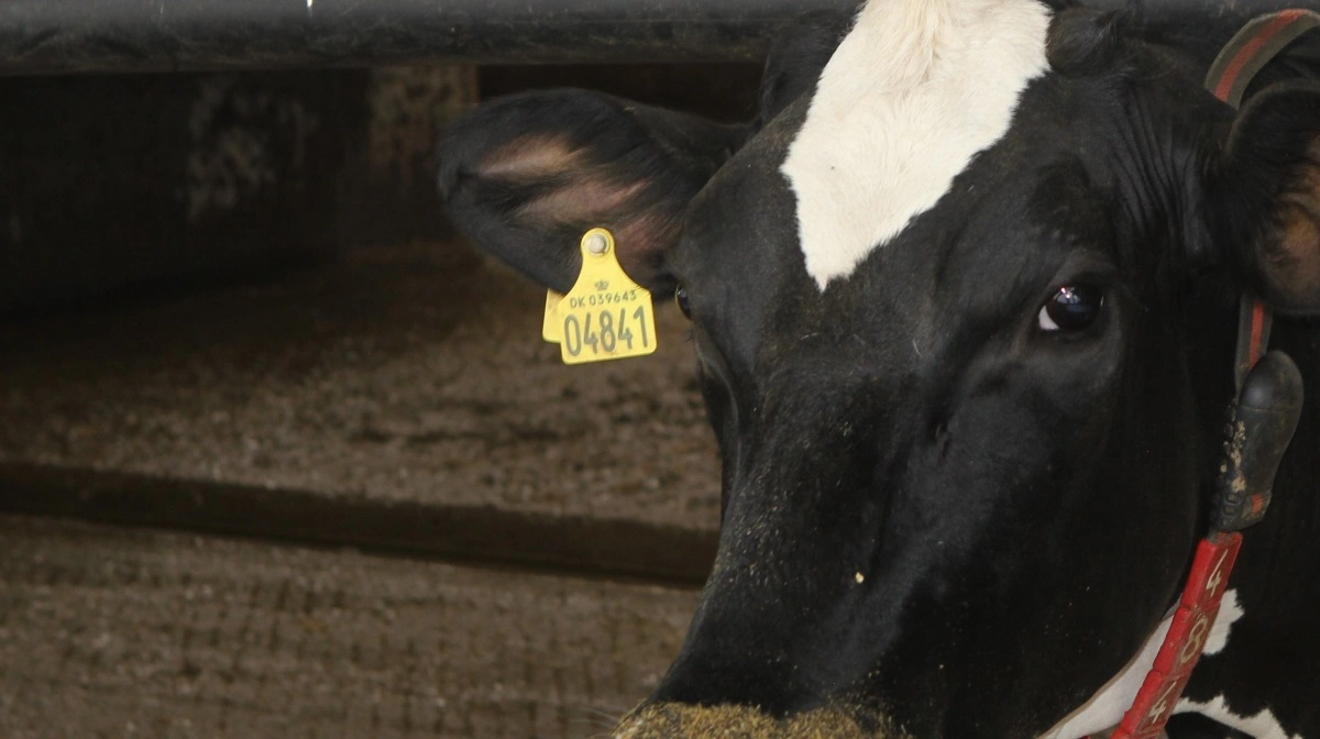 Fødevarestyrelsen reducerer nu kontrolfrekvensen i salmonella dublin niveau 2-besætninger fra flere årlige besøg til én årlig kontrol. Koen på billedet er ikke fra en niveau 2-besætning. Arkivfoto: Line Brusgaard