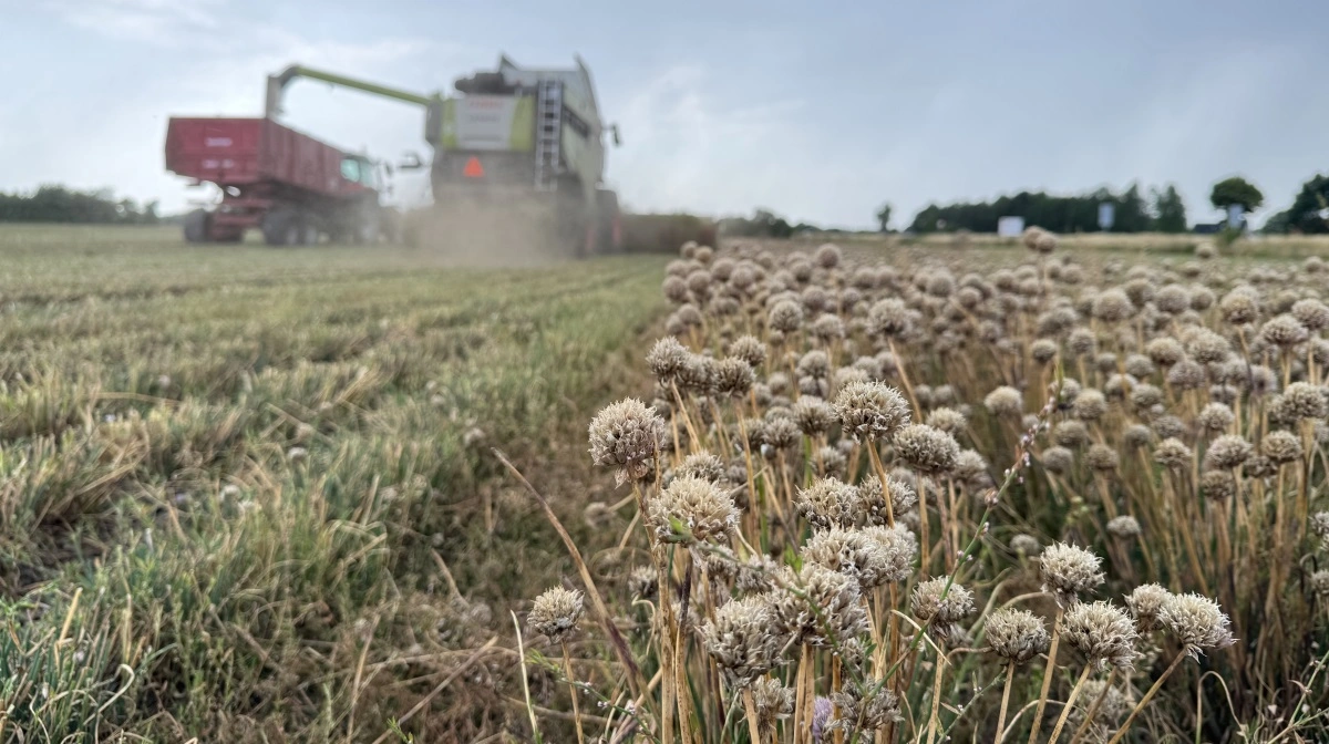 Det var fjerde og sidste høst i purløgsmarken, som skal omlægges efter denne sæson. Næste år er en ny mark klar. Foto: Kasper Stougård 
