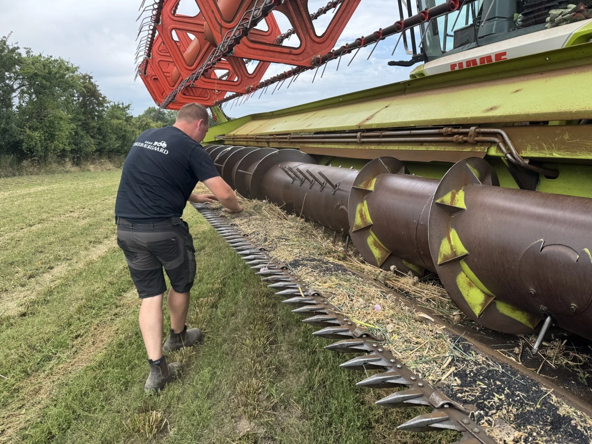 Eskebækgaards Claas Lexion 6800 er normalt udstyret med en Convio-skærebord, men til spinat og purløg har man anskaffet et gammelt skærebord for at minimere spildet af de værdifulde frø. 
