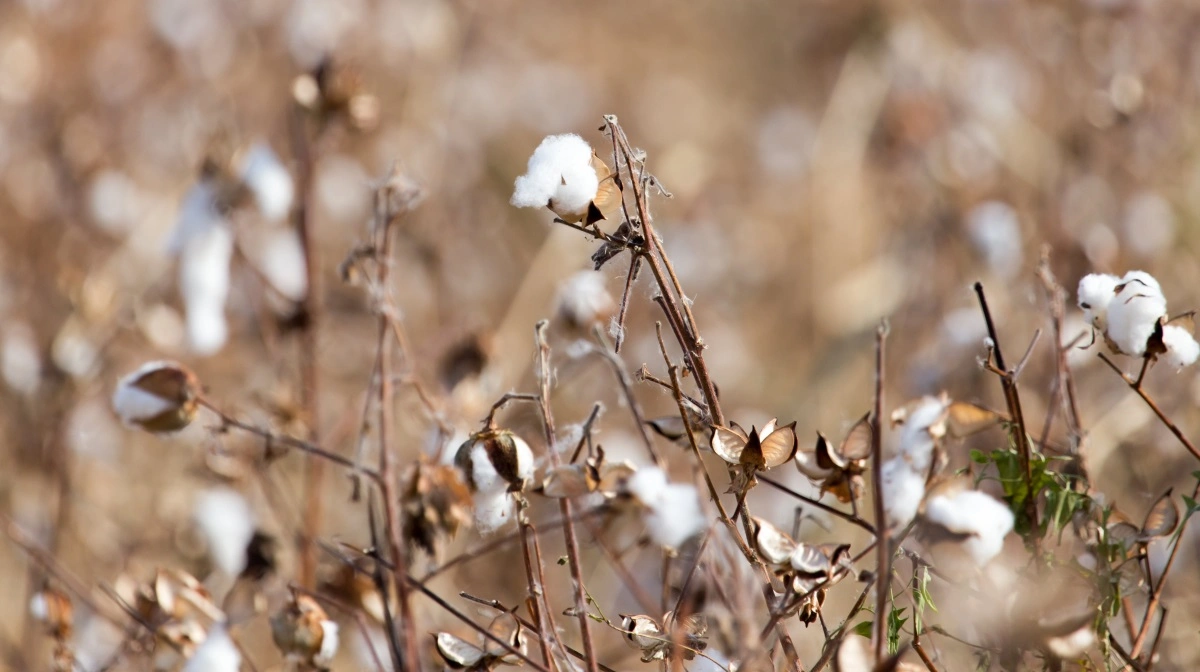 I et forsøg udført i Penn States stalde producerede køer, der fik en foderration med 15 procent hele bomuldsfrø, 5 procent mere mælkefedt pr. dag end køer, der ikke fik bomuldsfrø. Foto: Colourbox