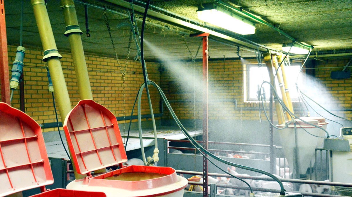 Fødevarestyrelsen gennemfører i disse sommermåneder en kontrolkampagne i grisebesætninger, hvor der er fokus på funktionelle overbrusningsanlæg og adgang til rode- og beskæftigelsesmaterialer.
