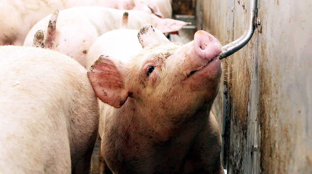Svinegenetikvirksomhederne under Hendrix Genetics Swine, herunder Danish Pig Genetics og Hypor, fremviser i 2024 solide økonomiske resultater og peger på fusionens strategiske succes.