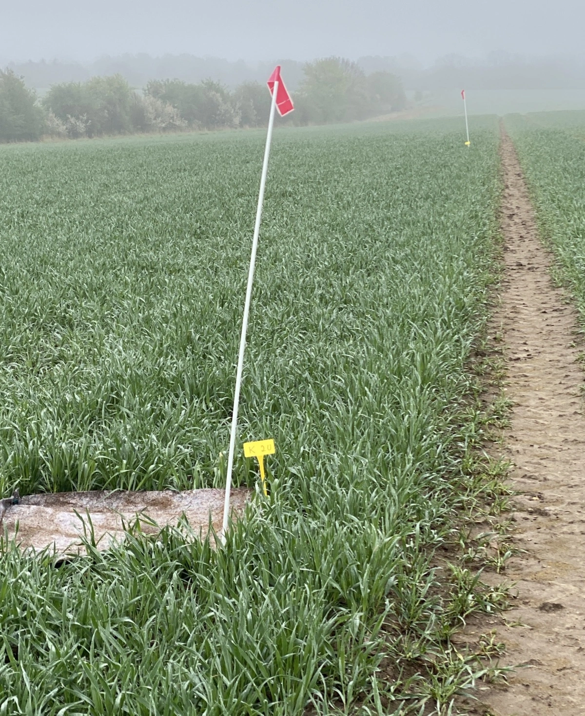 Sneglefælderne placeres langs et sprøjtespor med cirka 50 meters afstand. Herefter springes et sprøjtespor over, og der lægges igen tre sneglefælder. Det mønster gentages, så der i alt er udlagt ni fælder.