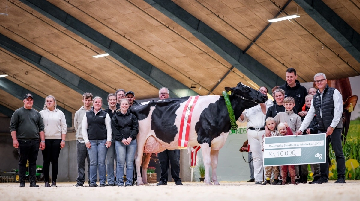 Dueholm fra Skive stod endnu engang øverst på podiet. Med samme ko som sidste år - Danmarks smukkest malkeko. Foto: Dansk Holstein, Guillaume Moy