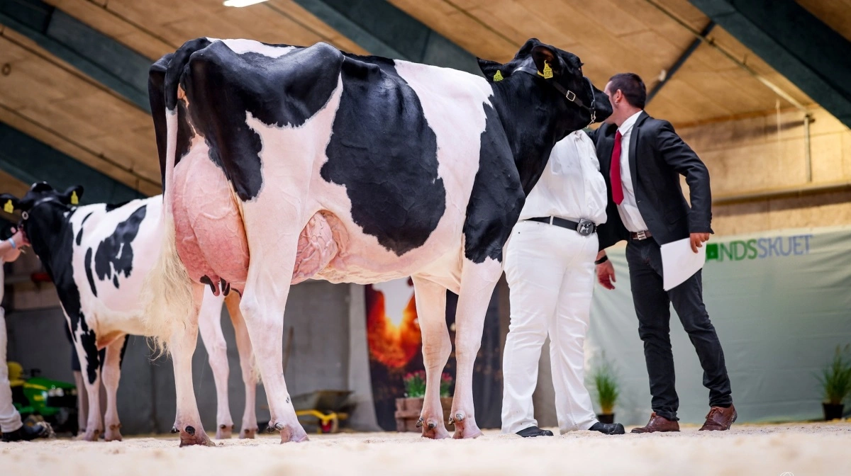 Det blev den femårige Armageddon-datter, som blev Danmarks Smukkeste Malkeko. En titel hun også vandt sidste år. Foto: Dansk Holstein, Guillaume Moy