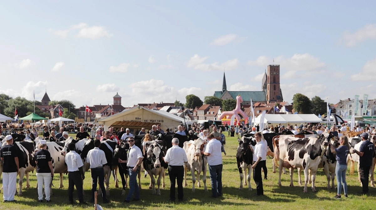 Ribe Dyrskue byder traditionen tro på masser af flotte dyr til bedømmelse i dyrskueringen, hvor ikke mindst den store Holstein-race tæller mange dyr. Pressefoto