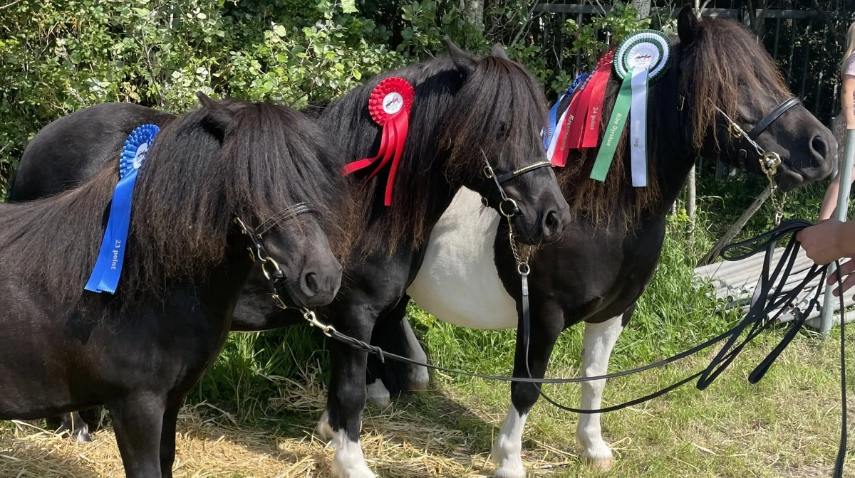 På Ribe Dyrskue i 2023 hentede to af Louise Rubinke Rasmussens ponyer, Rubinkes Ayoe og Rubinkes Pilou, 24 point, og det var en stor dag for hele holdet.
